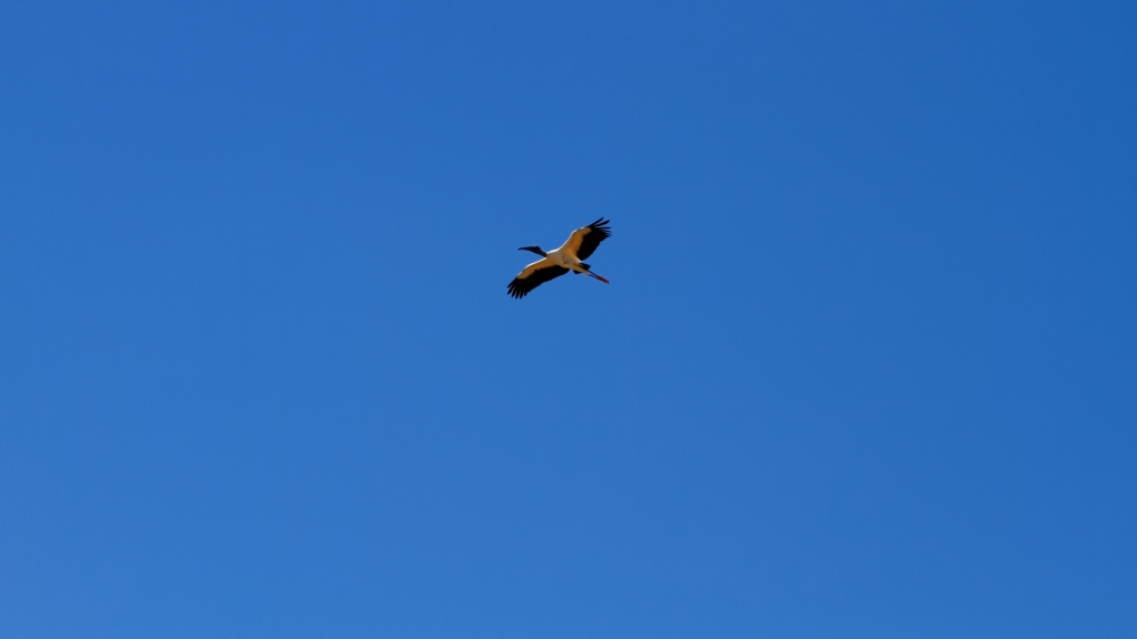 02 - Everglade NP (41).jpg